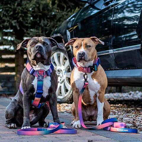 Discover Why Pitbulls Need A Harness Instead Of A Collar