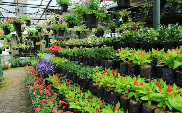 Best Plant Shop in Dubai: Explore Beautiful Flower and Garden Stores at Dragon Mart