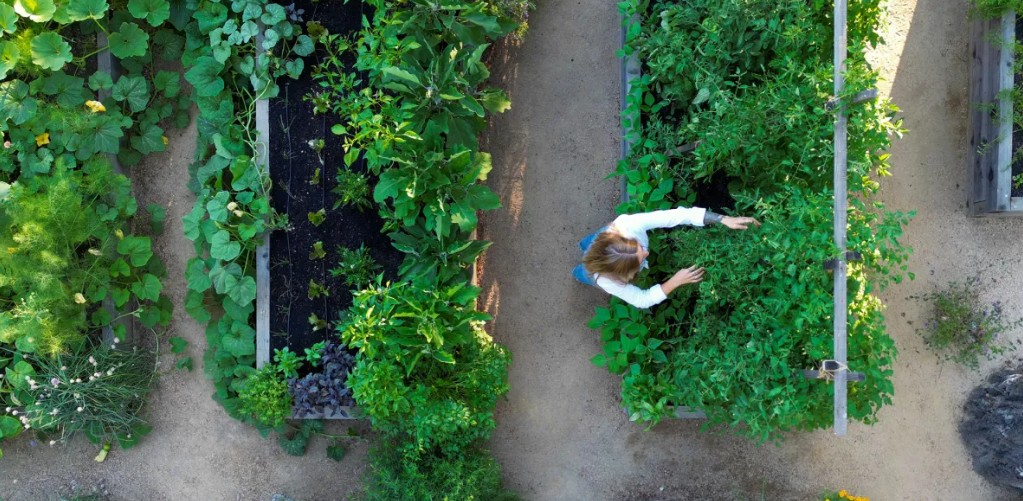 Is Your Herb Garden Failing? Here's a Foolproof Plan B